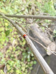 Coelophora biplagiata