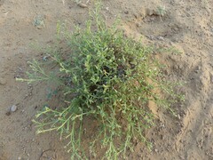 Echiochilon pauciflorum