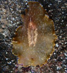 Planoceridae