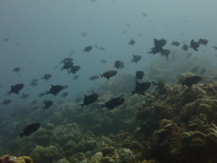 Odonus niger