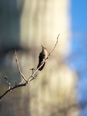 Phaeoptila sordida