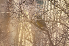 Pheucticus chrysopeplus