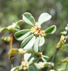 Stenanthemum notiale notiale