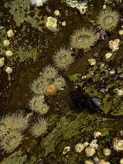 Anthopleura