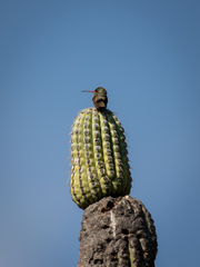 Phaeoptila sordida
