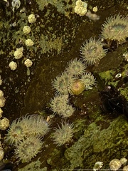 Anthopleura