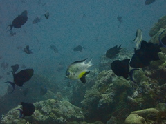 Amblyglyphidodon leucogaster