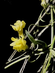 Neogaerrhinum filipes