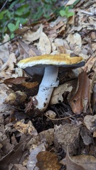 Agaricus cruciquercorum