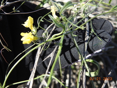 Neogaerrhinum filipes