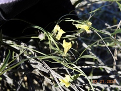 Neogaerrhinum filipes