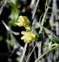 Neogaerrhinum filipes