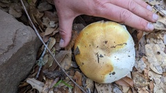 Agaricus cruciquercorum