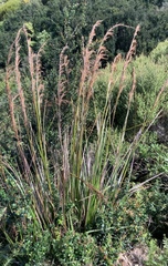 Gahnia setifolia