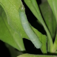 Plusiinae