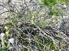 Neogaerrhinum filipes