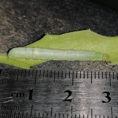 Plusiinae