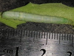 Plusiinae