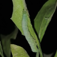 Plusiinae