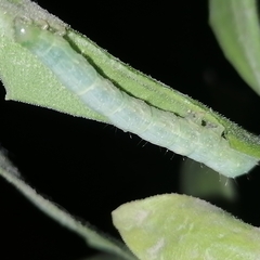 Plusiinae