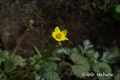Ranunculus japonicus