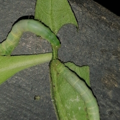 Plusiinae