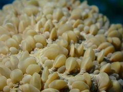 Physogyra lichtensteini