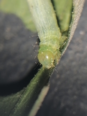 Plusiinae