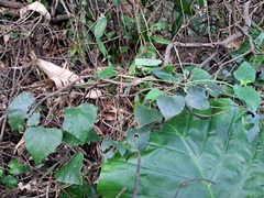 Pericampylus glaucus