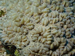 Physogyra lichtensteini