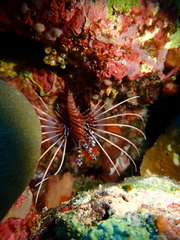 Pterois antennata