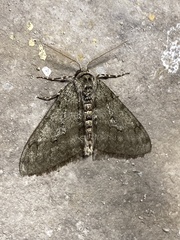 Phigalia strigataria