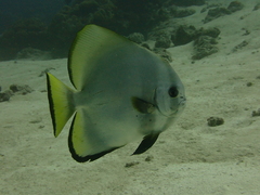 Platax orbicularis