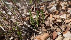 Galium californicum