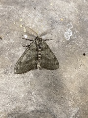 Phigalia strigataria