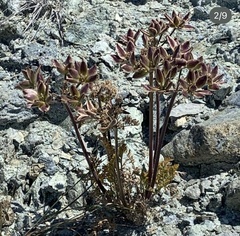 Lomatium macrocarpum