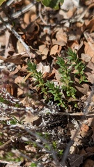 Galium californicum