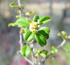 Stenanthemum complicatum