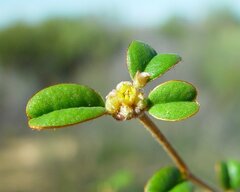 Stenanthemum complicatum