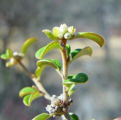 Stenanthemum complicatum