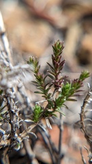 Galium angustifolium