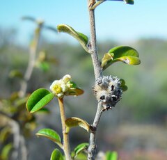 Stenanthemum complicatum