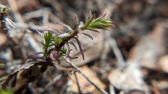 Galium angustifolium