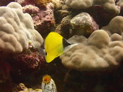 Forcipiger flavissimus