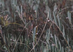Andromeda polifolia glaucophylla