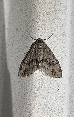 Cladara limitaria