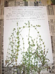 Cruciata pedemontana