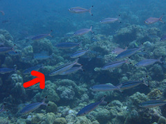 Pterocaesio trilineata