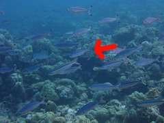 Caesio caerulaurea