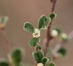 Stenanthemum notiale notiale